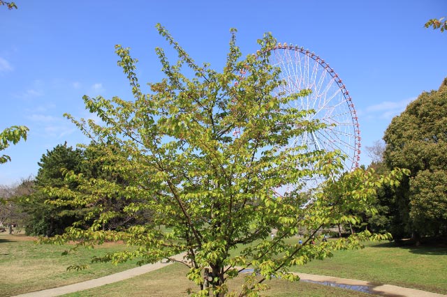 河津桜-1-1.jpg