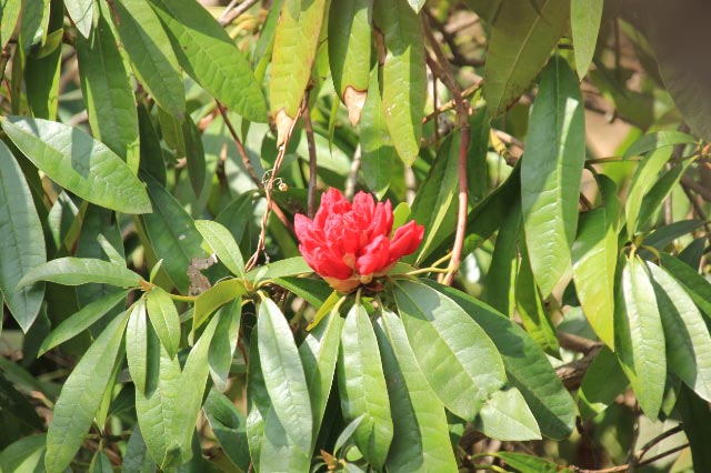 西洋石楠花-1.jpg