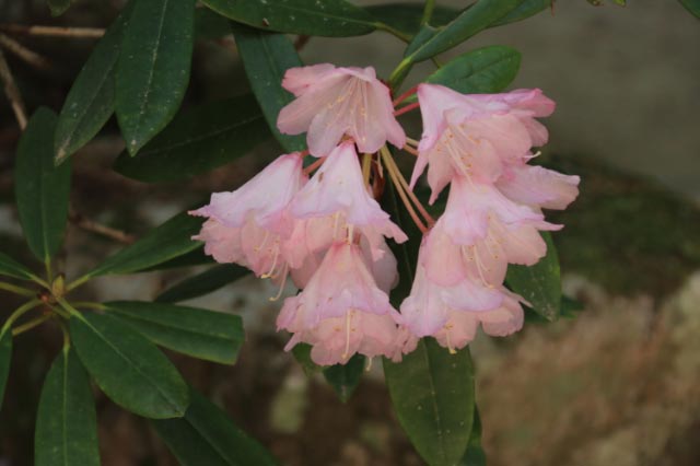 石楠花-1.jpg