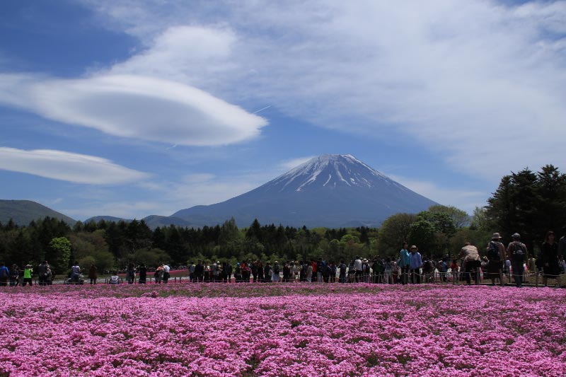 富士山、芝桜、吊るし雲-1.jpg