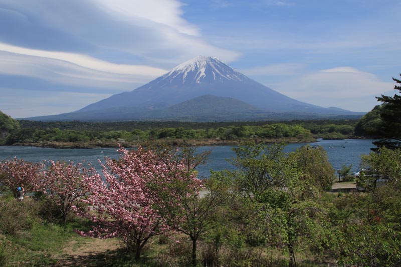 八重桜-1.jpg