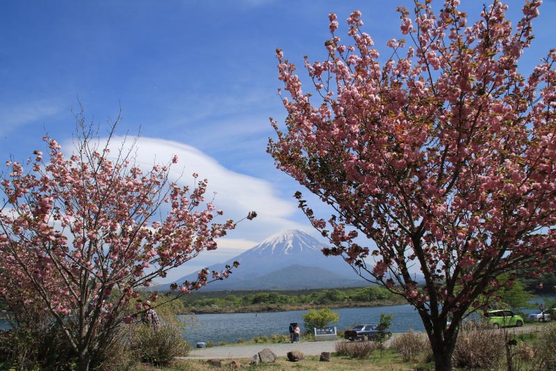 八重桜-1-1.jpg
