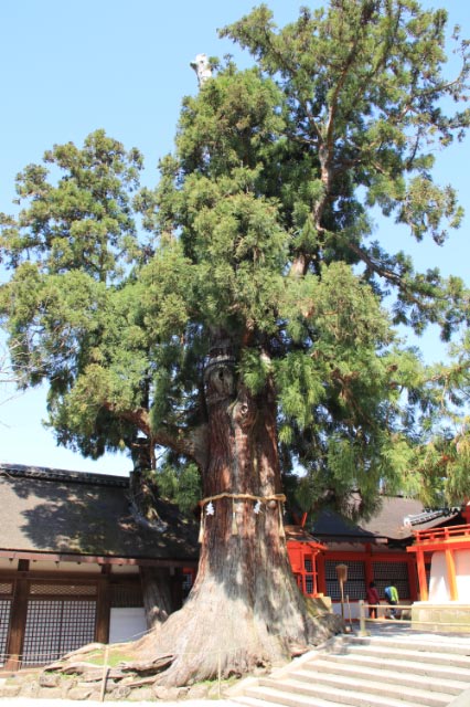 杉-1.jpg