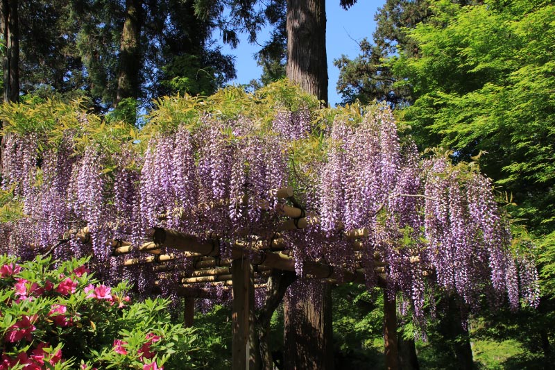 春日大社、万葉植物園-1.jpg