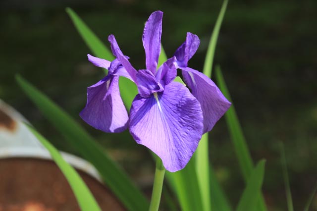 カキツバタ-1-1.jpg