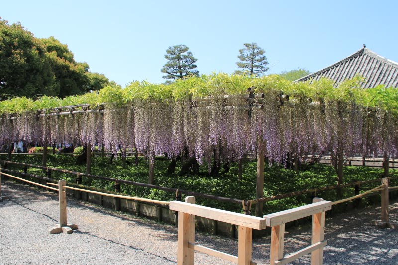 平等院、藤棚-1.jpg