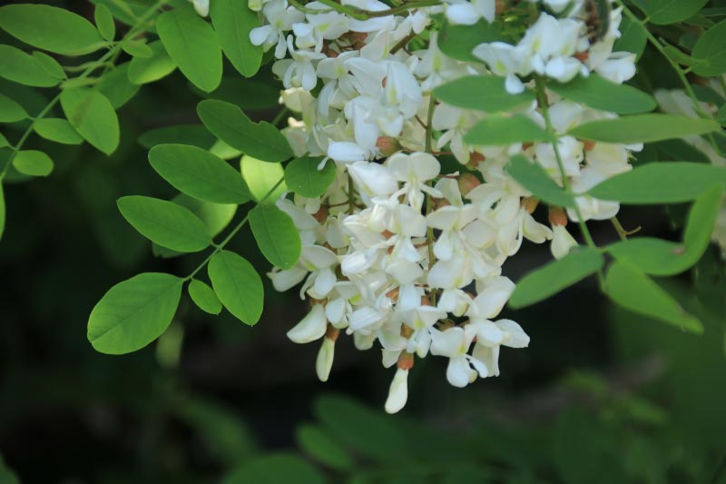 花-1.jpg
