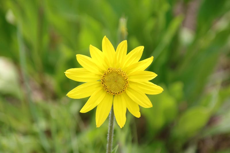 花-1-3.jpg