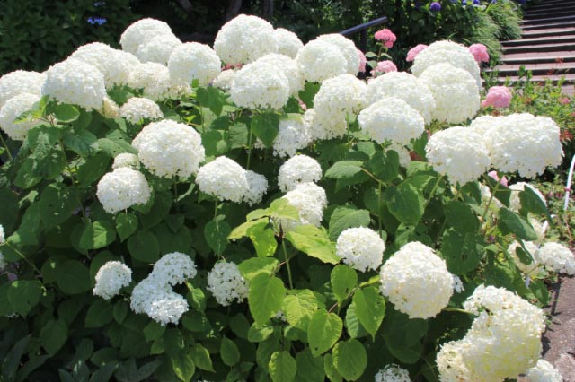 紫陽花-1-2.jpg