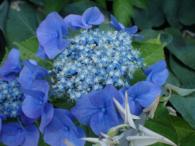 紫陽花-1.jpg