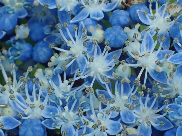 紫陽花-1-1.jpg