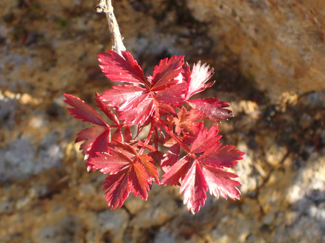 チングルマの紅葉-1-1.jpg