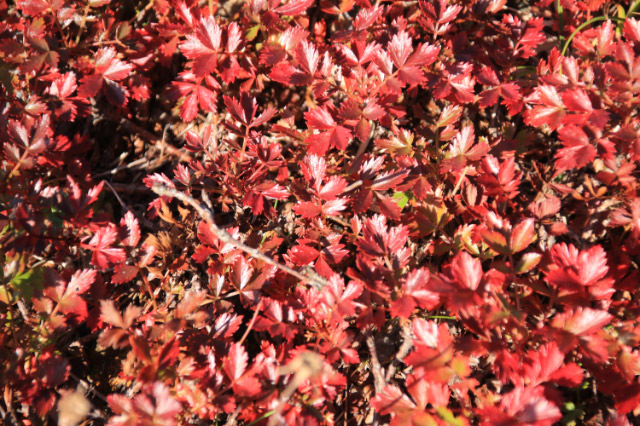 チングルマの紅葉-1.jpg