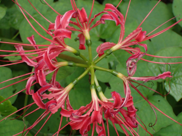 茎 8本-1.jpg