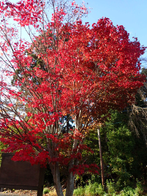 紅葉-1.jpg