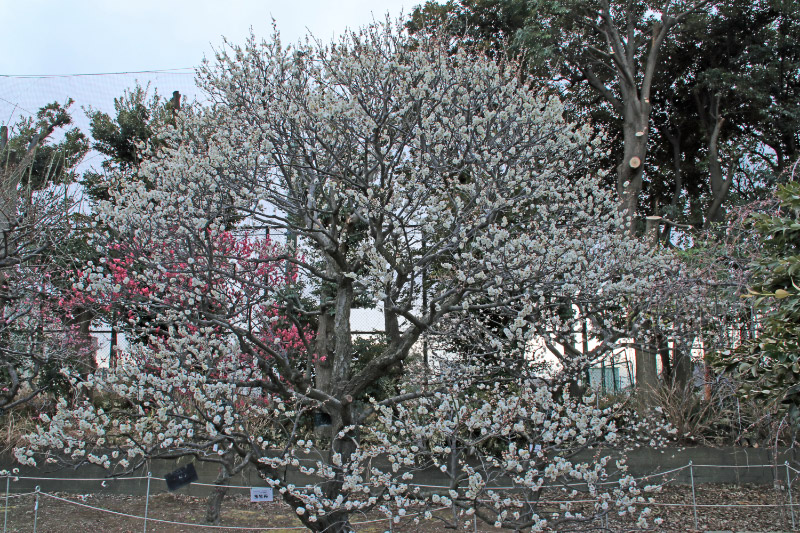 白梅-1.jpg
