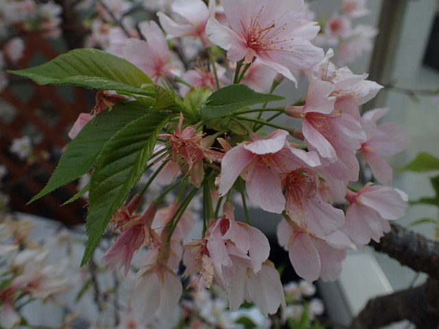 玉縄桜-1.jpg
