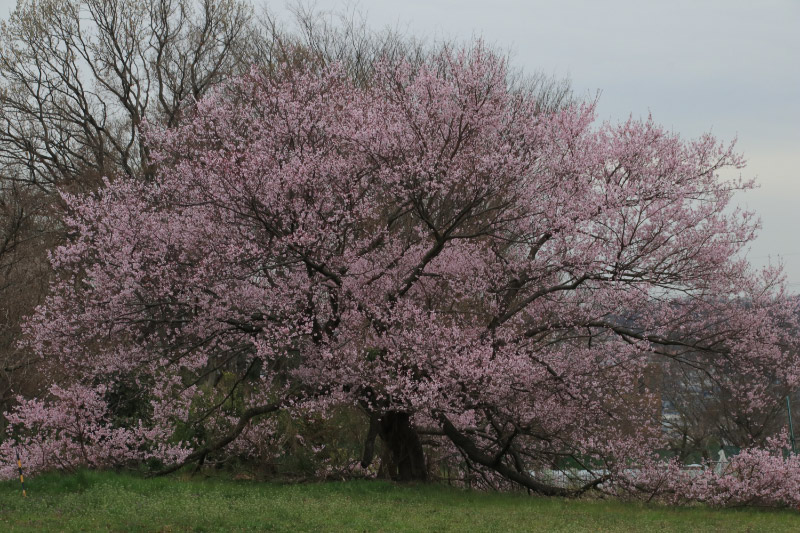 大寒桜-1.jpg