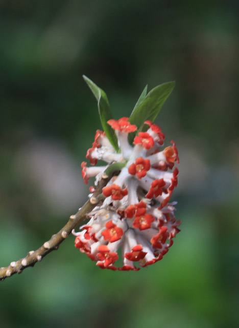 アカバナミツマタ、園芸種-1.jpg