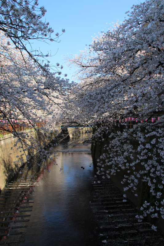 目黒川-1.jpg