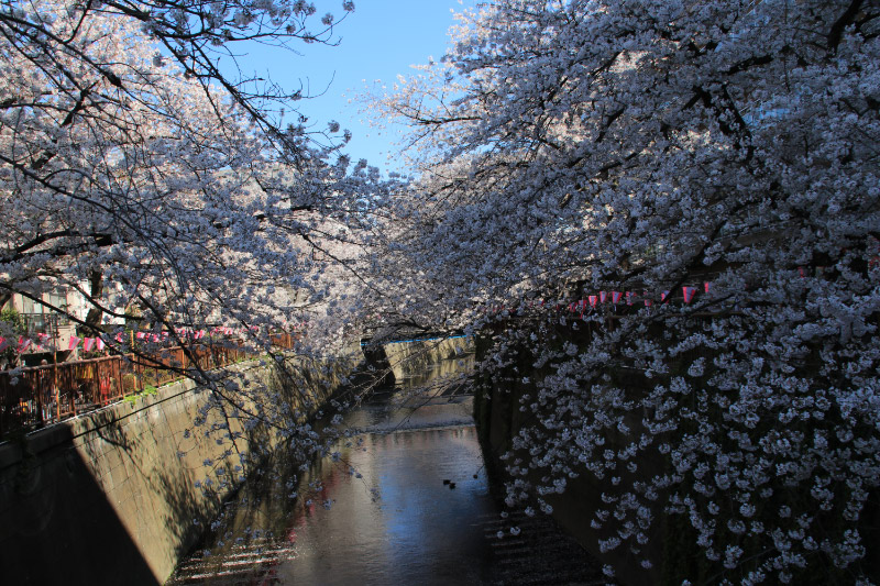 目黒川-1-1.jpg