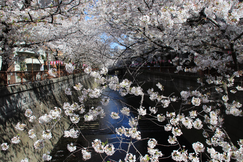 目黒川-1-2.jpg
