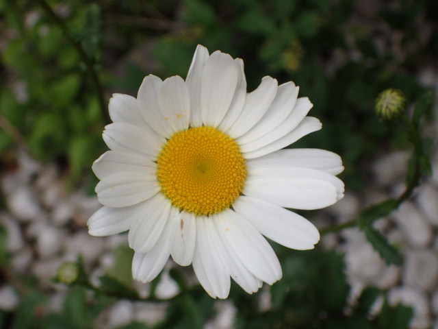 フランス菊-1.jpg