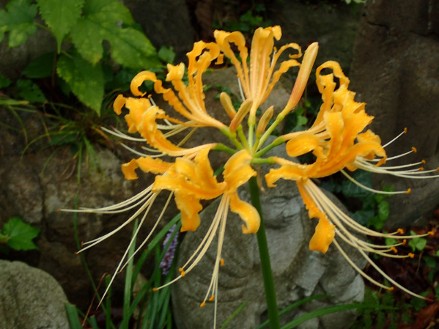 曼珠沙華-1.jpg
