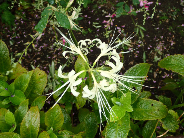 曼珠沙華-1-1.jpg