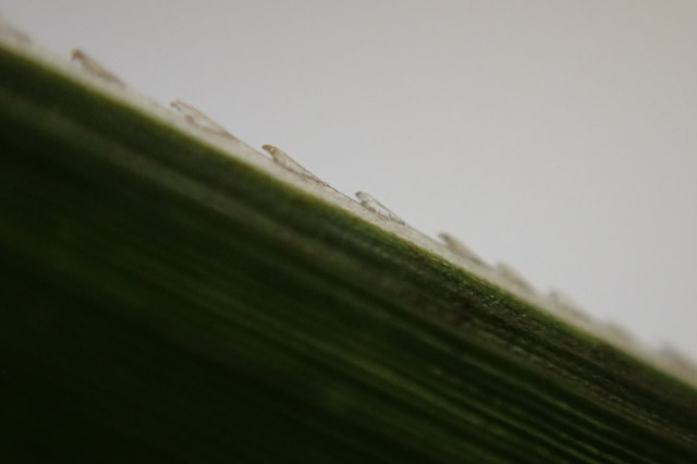 ススキの葉-1.jpg
