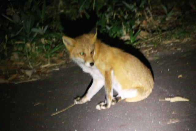 キタキツネ-1.jpg