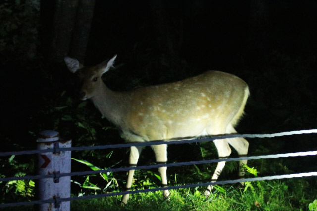 雌鹿-1.jpg