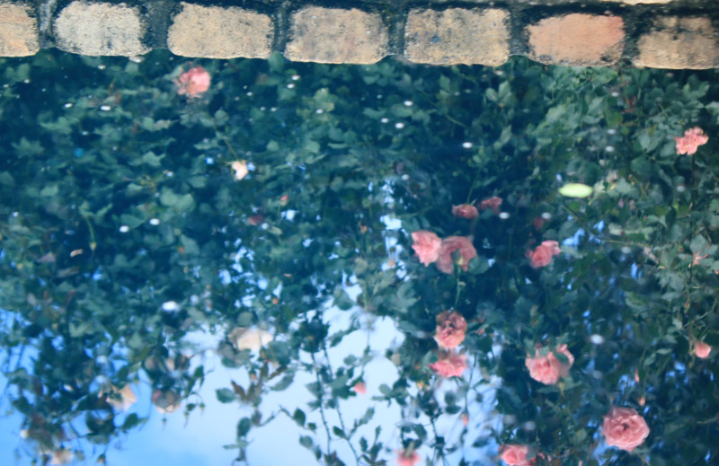 反射 秋薔薇-1.jpg