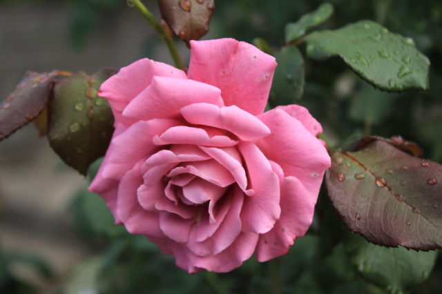 薔薇-1-1.jpg