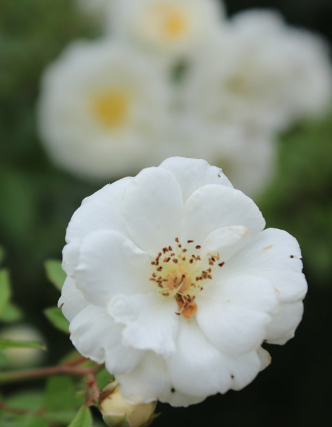 白薔薇、後ろボケ-1.jpg