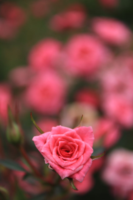 薔薇、後ろボケ-1.jpg