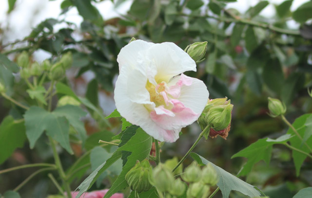 酔芙蓉-1-1.jpg