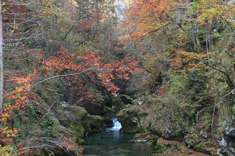 紅葉-1.jpg