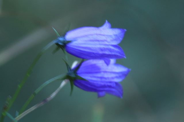 花-1.jpg