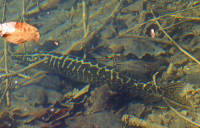 カワカマス-1.jpg