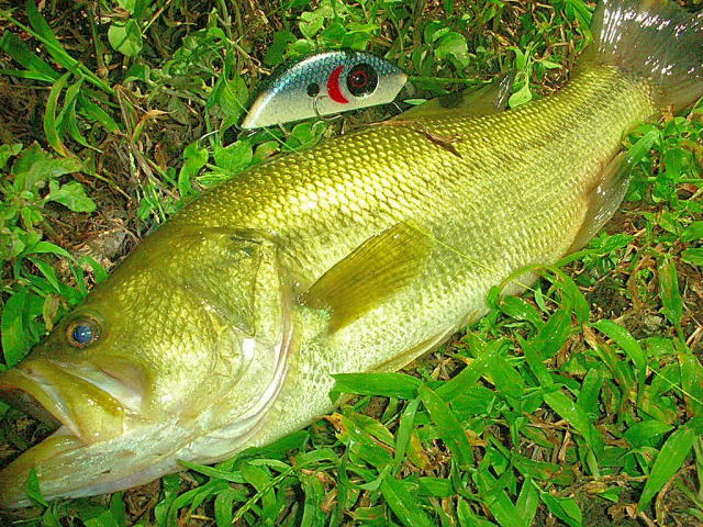 みんな私が悪いのです・・・ | Brightliver Tackle.co