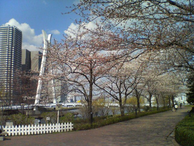 佃リバーシティの桜