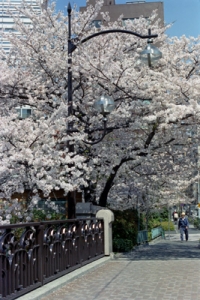 高橋の桜
