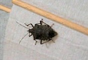 カメムシ