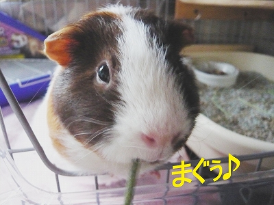 まぐぅ