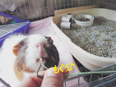 もぐ