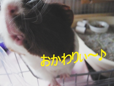 おかわり