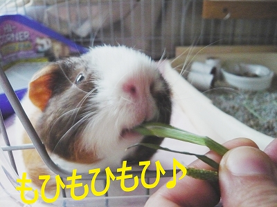 もひもひ