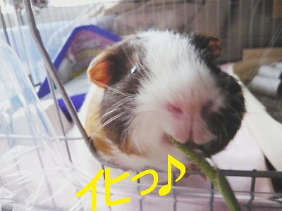 いひ