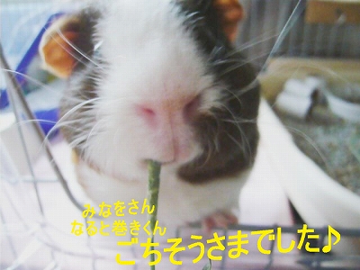 ごちそうさまでした